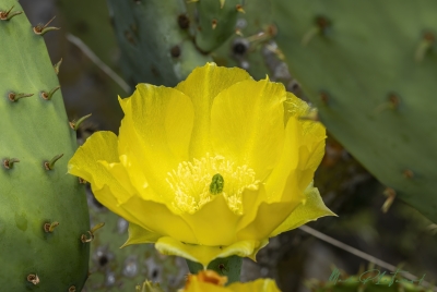 Prickly Pear Cactus 